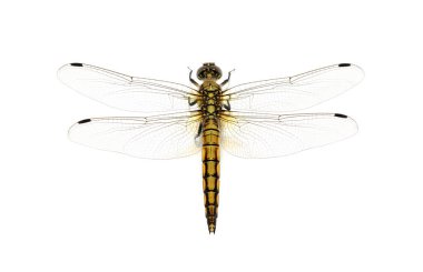 Beyaz arka plan üzerinde izole yusufçuk