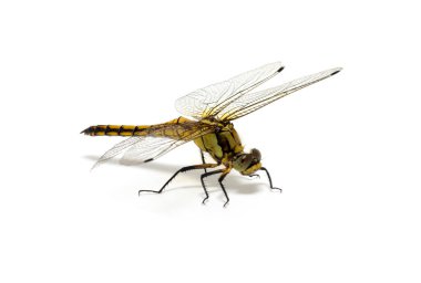 Beyaz arka plan üzerinde izole yusufçuk