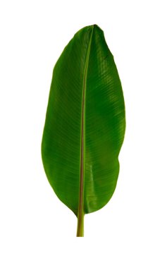 Beyaz arkaplanda yalıtılmış tropikal yaprak.