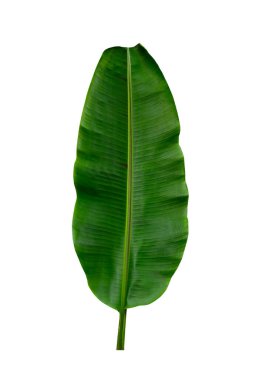 Beyaz arkaplanda yalıtılmış tropikal yaprak.