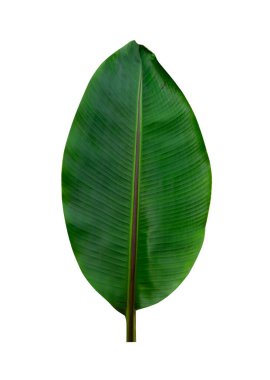 Beyaz arkaplanda yalıtılmış tropikal yaprak.