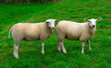 Güneşli bir günde yeşil çimenlikteki bir çayırda koyun
