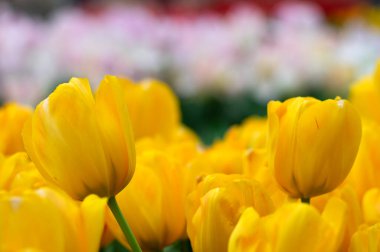 Parlak renkli arka planda açan laleler.