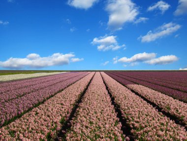 Hollanda 'da mavi gökyüzünde sümbül tarlası ve beyaz bulutlar 