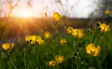 Baharda sarı çiçekler doğada ve güneş ışığı altında