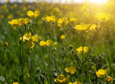 Sarı çiçekler tarlada ve gün ışığında
