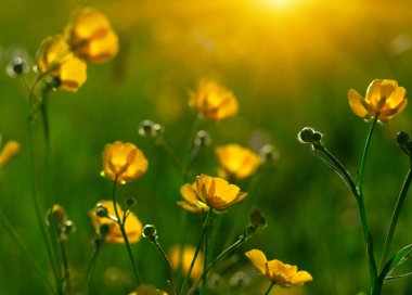 Baharda sarı çiçekler doğada ve güneş ışığı altında