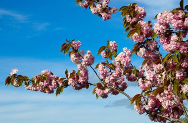 Çiçek açan bahar ağacı açık mavi gökyüzünün arka planında