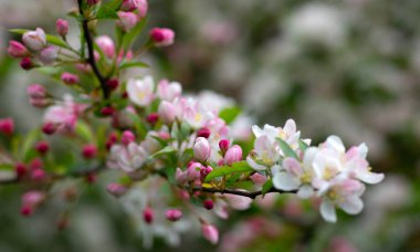 Bahar bahçesinde çiçek açan elma ağacı