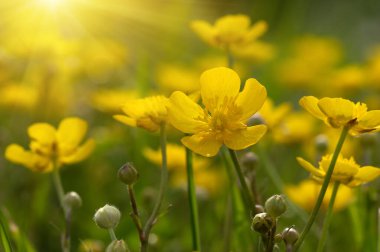 Baharda sarı çiçekler doğada ve güneş ışığı altında