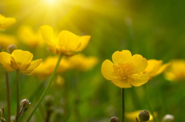 Baharda sarı çiçekler doğada ve güneş ışığı altında