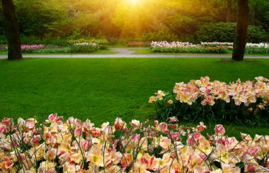 Yeşil çimenler, ağaçlar ve güneş ışığında açan çiçeklerle dolu bahar çiçeği parkı.