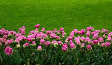 Parkta laleler gün ışığında