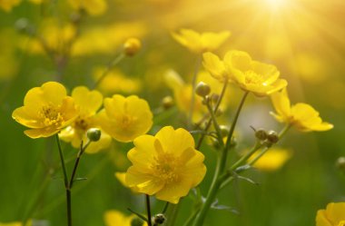 Baharda sarı çiçekler doğada ve güneş ışığı altında