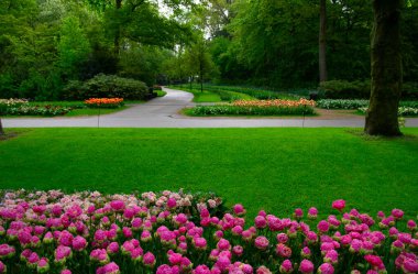 Çiçek açan bahar çiçekleri ve yeşil çimenleri olan bahçe. 