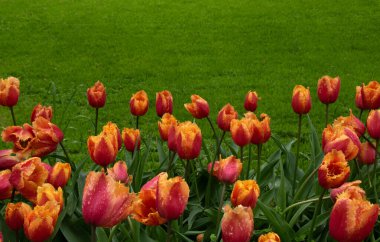 Parkta laleler gün ışığında