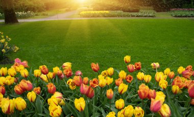 Hollanda 'da çiçek açan bir park