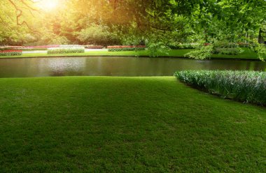 Yeşil çimenler, ağaçlar ve güneş ışığında açan çiçeklerle dolu bahar çiçeği parkı.