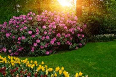 Yeşil çimenler, ağaçlar ve güneş ışığında açan çiçeklerle dolu bahar çiçeği parkı.
