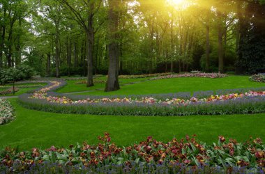 Yeşil çimenler, ağaçlar ve güneş ışığında açan çiçeklerle dolu bahar çiçeği parkı.