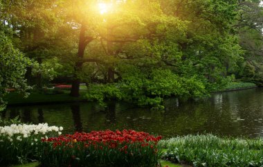 Yeşil çimenler, ağaçlar ve güneş ışığında açan çiçeklerle dolu bahar çiçeği parkı.