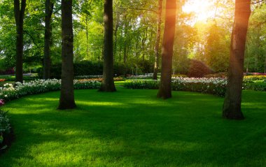 Yeşil çimenler, ağaçlar ve güneş ışığında açan çiçeklerle dolu bahar çiçeği parkı.