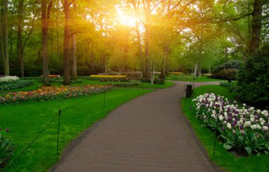 Botanik bahçesinde yeşil çimenler, bahar çiçekleri ve güneş ışığı olan bir bahçe taşı patikası.