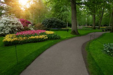 Hollanda 'da çiçek açan bir park