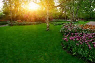 Yeşil çimenler, ağaçlar ve güneş ışığında açan çiçeklerle dolu bahar çiçeği parkı.