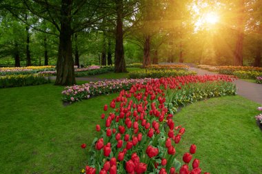 Yeşil çimenler, ağaçlar ve güneş ışığında açan çiçeklerle dolu bahar çiçeği parkı.