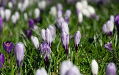 Çimenlerdeki bahar mor çiçekleri