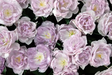 İlkbaharda açan laleler Renkli arka planda