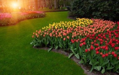 Yeşil çimenler, ağaçlar ve güneş ışığında açan çiçeklerle dolu bahar çiçeği parkı.