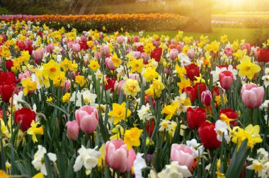 Bahar bahçesinde açan laleler güneşli arka planda.