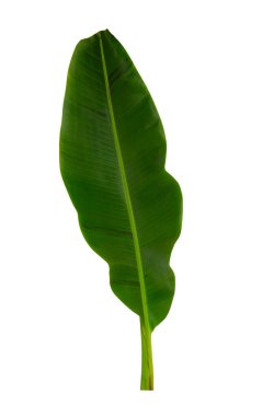 Beyaz arkaplanda yalıtılmış tropikal yaprak.