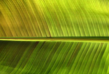 Yeşil yaprak dokusunu kapat, doğal bitki arkaplanı