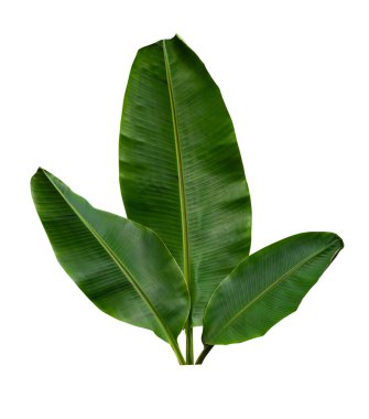 Beyaz arkaplanda yalıtılmış tropikal yaprak.