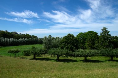Yeşil çayır manzarası ve gökyüzündeki bulutlar 