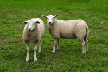 Güneşli bir günde yeşil çimenlikteki bir çayırda koyun