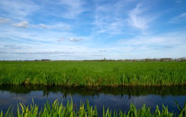 Yeşil çayır ve kanal manzarası Hollanda 'da berrak su ile