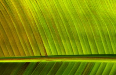 Yeşil yaprak dokusunu kapat, doğal bitki arkaplanı