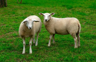 Güneşli bir günde yeşil çimenlikteki bir çayırda koyun