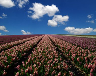 Hollanda 'da mavi gökyüzünde sümbül tarlası ve beyaz bulutlar 