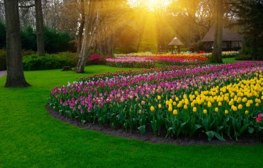 Yeşil çimenler, ağaçlar ve güneş ışığında açan çiçeklerle dolu bahar çiçeği parkı.