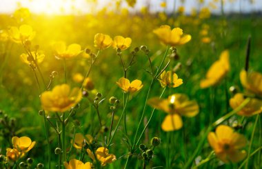 Baharda sarı çiçekler doğada ve güneş ışığı altında