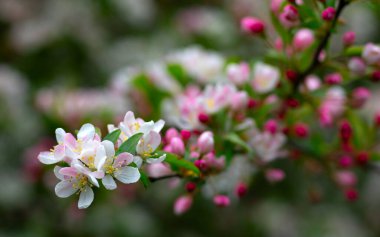 Bahar bahçesinde çiçek açan elma ağacı