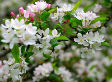 Bahar bahçesinde çiçek açan elma ağacı