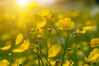 Sarı çiçekler tarlada ve gün ışığında