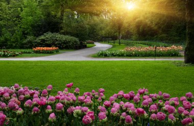 Yeşil çimenler, ağaçlar ve güneş ışığında açan çiçeklerle dolu bahar çiçeği parkı.
