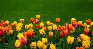 Parkta laleler gün ışığında